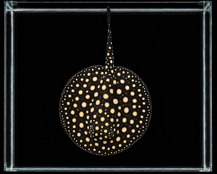 Black Diamond Stingray - 18-20cm Disk